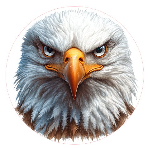 Bald eagle face 