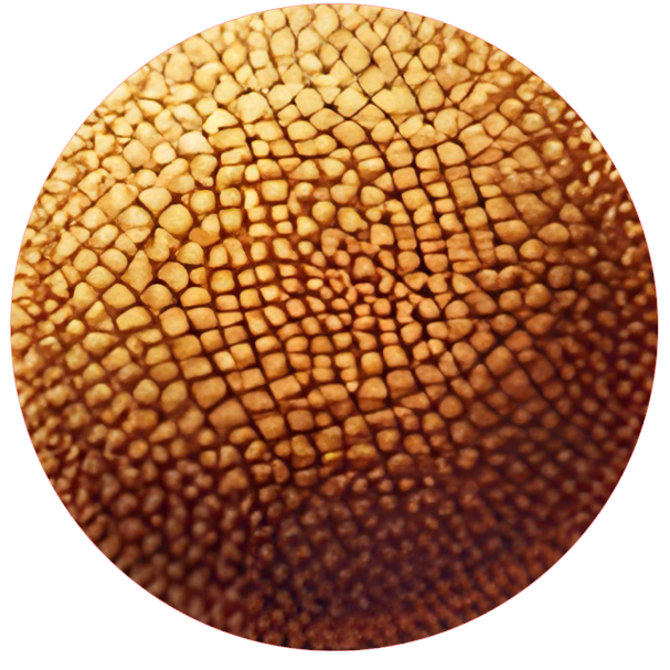 Close-up of a daisy head with light and dark beige pieces