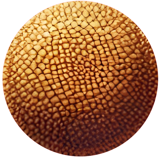 Close-up of a daisy head with light and dark beige pieces