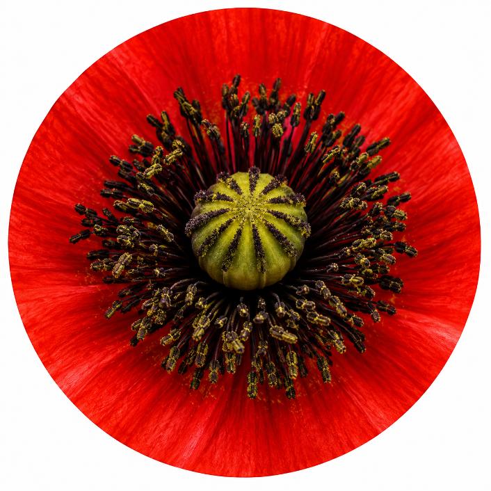 Poppy flower head round metal wreath sign for poppy wreath centers by Monkey's Creations. 