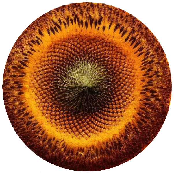 Close-up of a sunflower head with concentric circles of brown and orange 